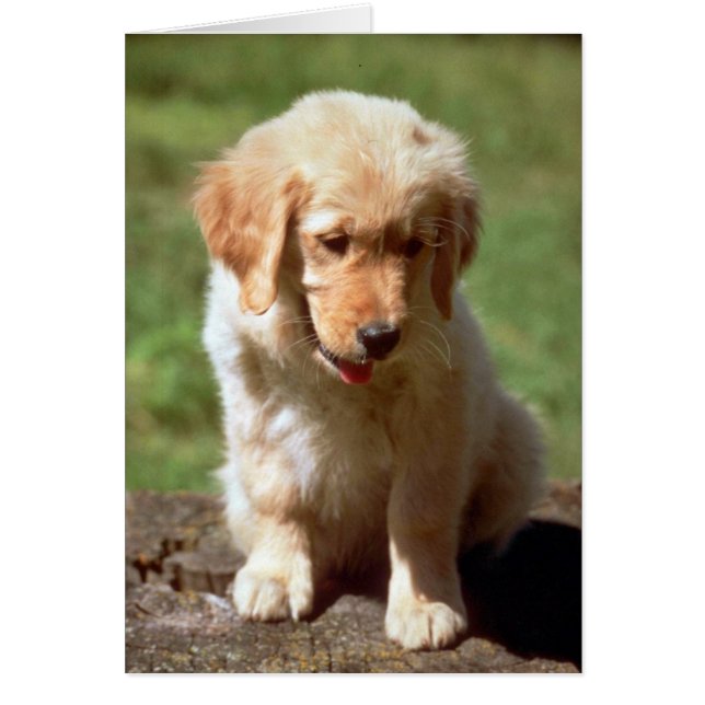 Golden Retriever (Vorne)