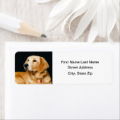 Golden Retriever (Insitu)