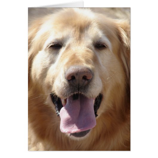 Golden Retriever (Vorne)