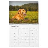 Golden Retriever 2027 Kalender (Jan 2027)