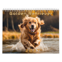 Golden Retriever 2027 Kalender