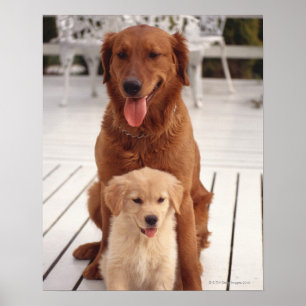Golden retriever 2 poster