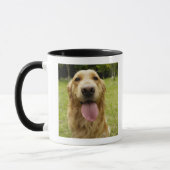 Golden retriever 4 tasse (Links)