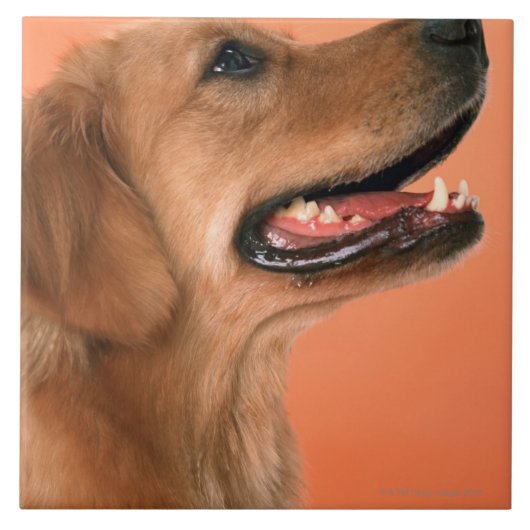 Golden retriever 7 fliese (Vorderseite)