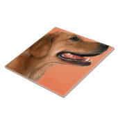 Golden retriever 7 fliese (Seite)