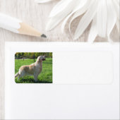 Golden Retriever adables (Insitu)