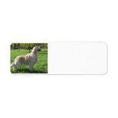 Golden Retriever adables (Vorne)