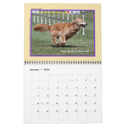 Golden Retriever Agility Calendar Kalender (Jan 2026)