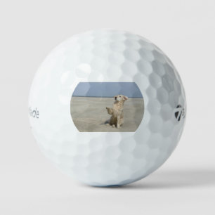 Golden Retriever am Strand Golfball