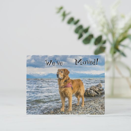 Golden Retriever am Strand Wir haben uns bewegt Ankündigungspostkarte (Stehend Vorderseite)