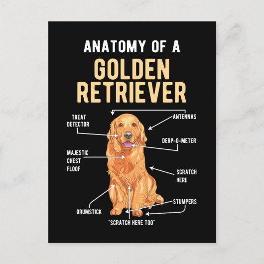 Golden Retriever Anatomy Funny Dog Postkarte (Vorderseite)