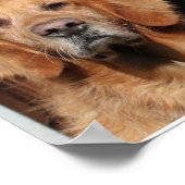 Golden Retriever and German Shepherd Poster (Ecke)