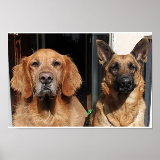 Golden Retriever and German Shepherd Poster (Vorne)