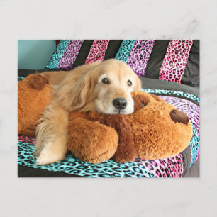 Golden Retriever auf Bed Miss You Postkarte