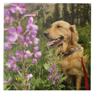 Golden retriever auf dem Gebiet Fliese