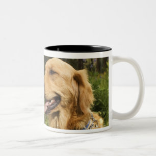 Golden retriever auf dem Gebiet Zweifarbige Tasse