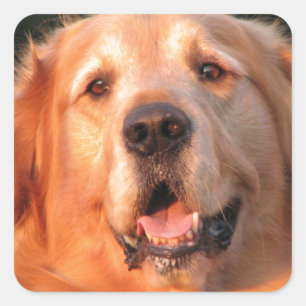 Golden Retriever Aufkleber