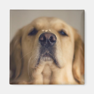 Golden Retriever Balancing Leckerei on Nose Magnet