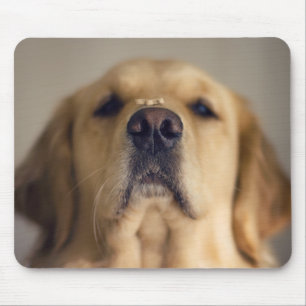 Golden Retriever Balancing Leckerei on Nose Mousepad