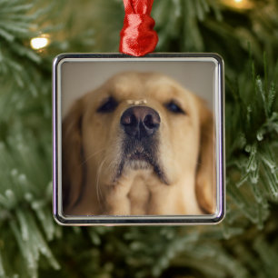 Golden Retriever Balancing Leckerei on Nose Ornament Aus Metall