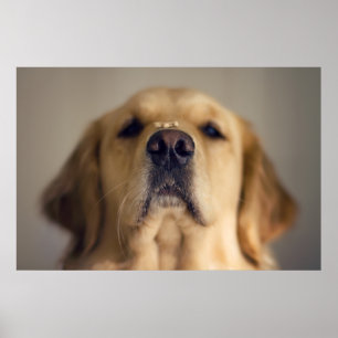 Golden Retriever Balancing Leckerei on Nose Poster