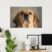 Golden Retriever Balancing Poster (Heimbüro)