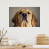 Golden Retriever Balancing Poster (Küche)