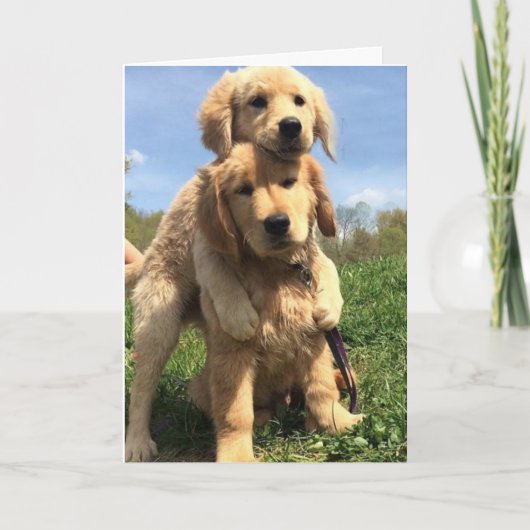 Golden Retriever Brothers Karte (Vorderseite)