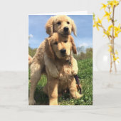 Golden Retriever Brothers Karte (Gelbe Blume)