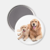 Golden Retriever Buddies Magnet (Vorderseite/Rückseite)