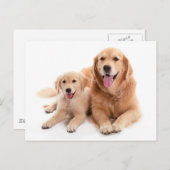 Golden Retriever Buddies Postkarte (Vorne/Hinten)