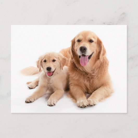 Golden Retriever Buddies Postkarte (Vorderseite)