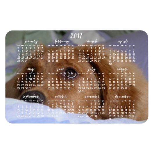 Golden Retriever Calendar 2017 Großes Foto Magnet (Horizontal)