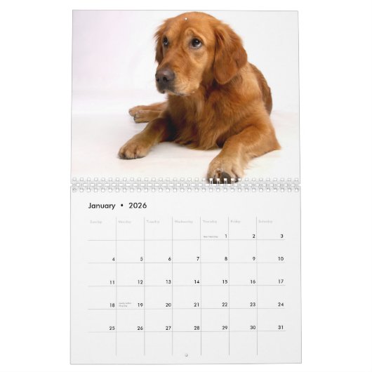 Golden Retriever Calendar 2026 Kalender (Jan 2026)