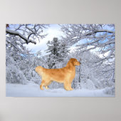 Golden Retriever Danny Boy Print Poster (Vorne)