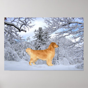Golden Retriever Danny Boy Print Poster