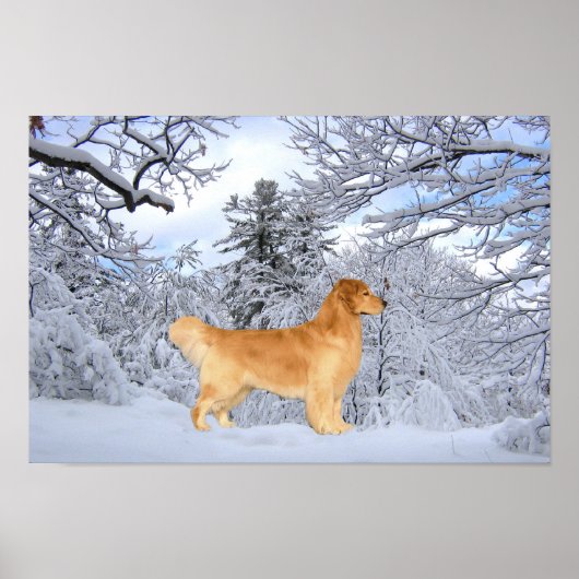 Golden Retriever Danny Boy Print Poster (Vorne)