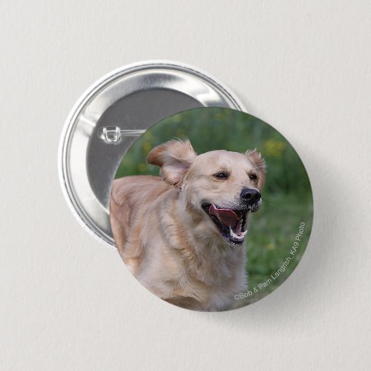 Golden retriever, das 1 laufen lässt button (Vorne & Hinten)