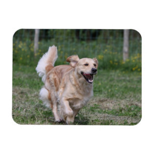 Golden retriever, das 1 laufen lässt magnet