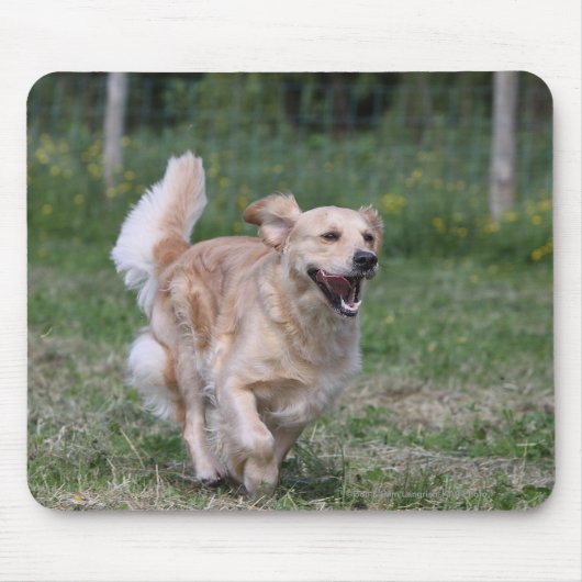 Golden retriever, das 1 laufen lässt mousepad (Vorne)