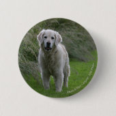 Golden retriever, das 2 laufen lässt button (Vorderseite)