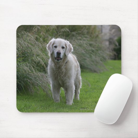Golden retriever, das 2 laufen lässt mousepad (Mit Mouse)