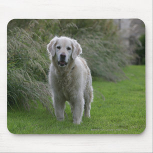 Golden retriever, das 2 laufen lässt mousepad