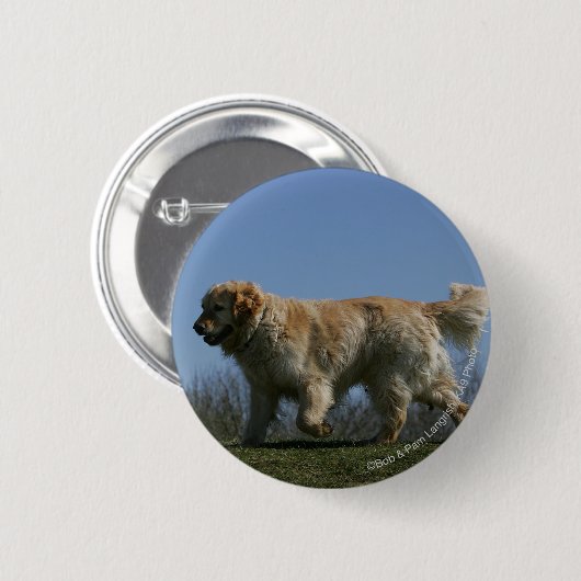 Golden retriever, das 3 laufen lässt button (Vorne & Hinten)