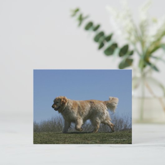 Golden retriever, das 3 laufen lässt postkarte (Stehend Vorderseite)