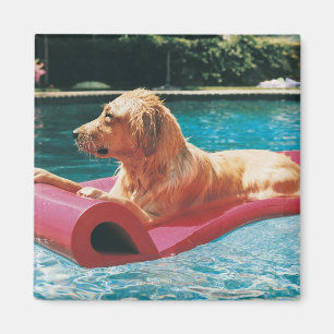 Golden retriever, das auf einem Luft-Bett in a Magnet