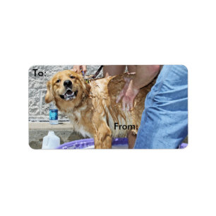 Golden retriever - das die Stelle! Adressaufkleber