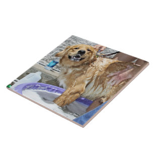 Golden retriever - das die Stelle! Fliese