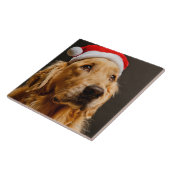 Golden retriever, das für sein Weihnachten Fliese (Seite)