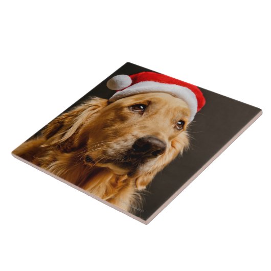 Golden retriever, das für sein Weihnachten Fliese (Seite)